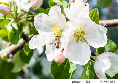 bee collects pollen in white flower of apple tree 80762565