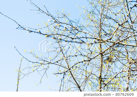 buds on twigs and blossoming trees with blue sky buds on twigs and blossoming trees with blue sky 80762609