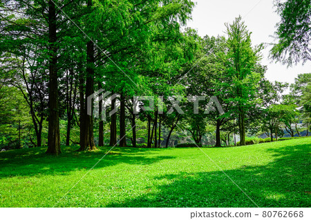 被樹木環繞的草坪廣場、龜之淵公園(東京都青梅市) 被樹木環繞的草坪廣場、龜之淵公園(東京都青梅市) 80762668