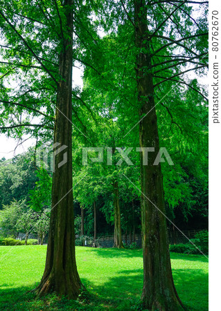 被樹木環繞的草坪廣場、龜之淵公園(東京都青梅市) 被樹木環繞的草坪廣場、龜之淵公園(東京都青梅市) 80762670