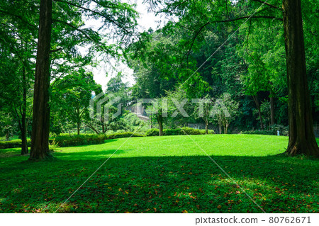 被樹木環繞的草坪廣場、龜之淵公園(東京都青梅市) 被樹木環繞的草坪廣場、龜之淵公園(東京都青梅市) 80762671