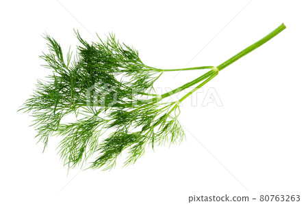 fresh wet green twig of dill herb cutout on white 80763263