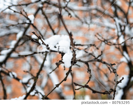 twigs covered by the first snow and urban house 80763295