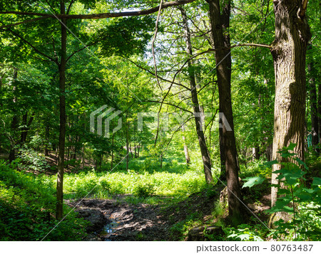 picturesque ravine in park on sunny summer day picturesque ravine in park on sunny summer day 80763487