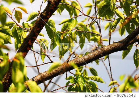 Cicada perched on a branch Cicada perched on a branch 80763548