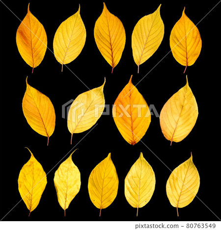 Autumn yellow leaves isolated on white background Autumn yellow leaves isolated on white background 80763549