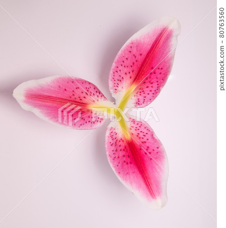 A close up texture of a flower isolated on white background A close up texture of a flower isolated on white background 80763560