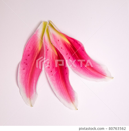 A close up texture of a flower isolated on white background 80763562