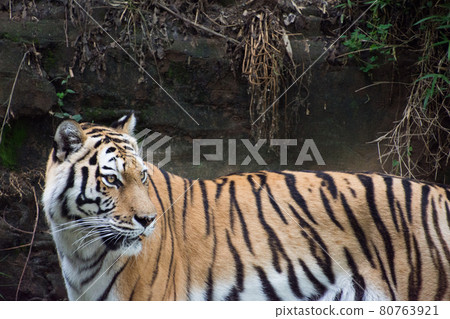 Amur Tora 80763921
