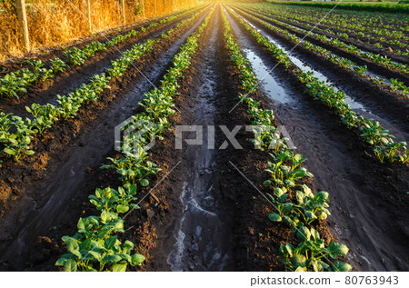 Wet soil on a potato plantation in the early morning. Rain and precipitation. Surface irrigation of crops on plantation. Agriculture and agribusiness. Growing vegetables outdoors on open ground field. Wet soil on a potato plantation in the early morning. Rain and precipitation. Surface irrigation of crops on plantation. Agriculture and agribusiness. Growing vegetables outdoors on open ground field. 80763943