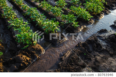 Watering potato plantation with surface irrigation canal with water.European organic farming. Agriculture and agribusiness. Agronomy. Moistening. Supply of harvest with life-giving water Watering potato plantation with surface irrigation canal with water.European organic farming. Agriculture and agribusiness. Agronomy. Moistening. Supply of harvest with life-giving water 80763946