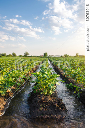 Watering the potato plantation. Water flows through an irrigation canals. Providing the field with life-giving moisture. Surface irrigation of crops. European farming. Agriculture. Agronomy. 80763948