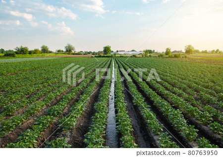 Water flows through an irrigation canal on a potato plantation. Providing the field with life-giving moisture. Surface irrigation of crops. European farming. Agriculture. Agronomy. Flow control 80763950