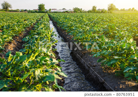 Water flows through an irrigation canal. Watering the potato plantation. roviding the field with life-giving moisture. Surface irrigation of crops. European farming. Agriculture. Agronomy. 80763951