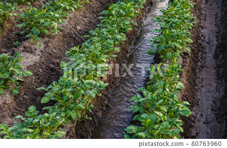 Water flows between rows of potato bushes. Watering the plantation. Providing the field with life-giving moisture. Surface irrigation of crops. European farming. Agriculture. Agronomy. 80763960