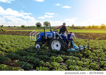 A farmer on a tractor cultivates a potato plantation. Plantation care. Agroindustry and agribusiness. Farm machinery. Plowing and loosening ground. Soil quality improvement. Agronomy 80764000