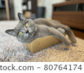 Gray cat relaxing on cardboard 80764174