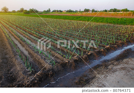 Leek plantation and irrigation canal. Fresh green vegetation on wet ground after watering. Growing vegetables outdoors on open ground. Agroindustry. Farming, agriculture landscape. 80764371