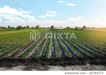 Wonderful landscape of a farm field and village. Rows of potato bushes. Agroindustry and agribusiness. Organic farming. Agriculture and agro industry Wonderful landscape of a farm field and village. Rows of potato bushes. Agroindustry and agribusiness. Organic farming. Agriculture and agro industry 80764373