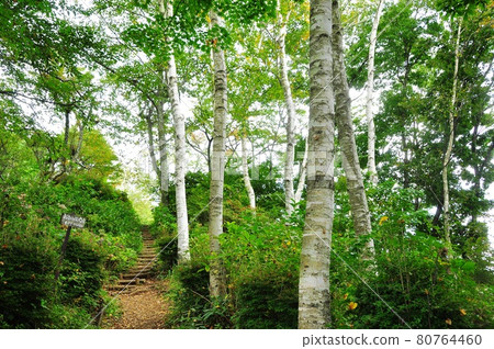 河口湖天城山公園（滴答山）繡球花遠足路線 白樺林 80764460