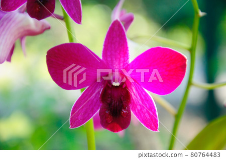 KUALA LUMPUR, MALAYSIA -AUGUST 25, 2018: Colorful tropical & exotic orchids flower in plants nursery.  80764483