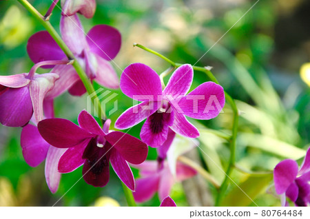 KUALA LUMPUR, MALAYSIA -AUGUST 25, 2018: Colorful tropical & exotic orchids flower in plants nursery.  80764484