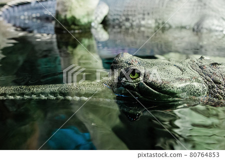 Close up of head of gharial Close up of head of gharial 80764853