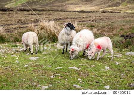 Sheep at the way up to Benbulbin in County Sligo - Donegal 80765011