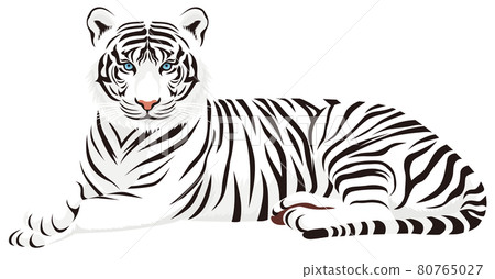 Lying tiger (white) Lying tiger (white) 80765027