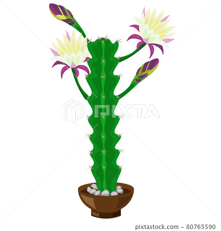 Blooming green cactus in a pot, isolated on white background, vector, clipart. 80765590
