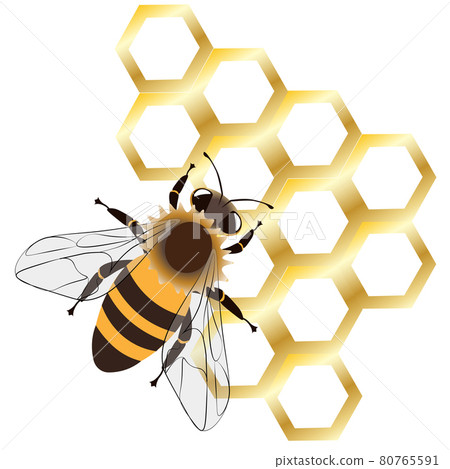 Honey bee and golden honeycomb isolated on a white background, vector. 80765591