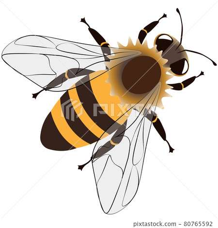 Isolated character. Honey bee isolated on a white background, vector. 80765592