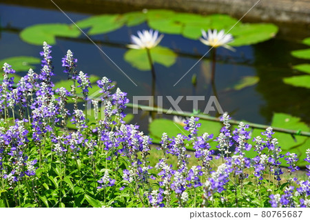 August Ashikaga 133 Blue Salvia Ashikaga Flower Park 80765687