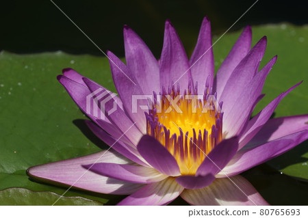 August Ashikaga 127 Tropical Water Lily Ashikaga Flower Park August Ashikaga 127 Tropical Water Lily Ashikaga Flower Park 80765693