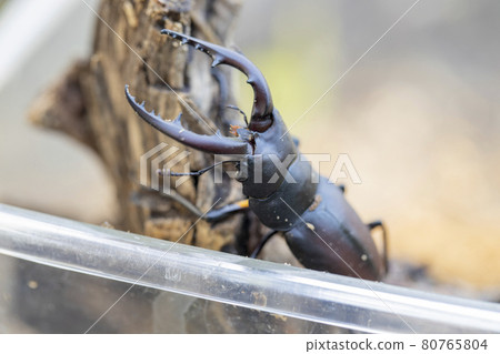 Prosopocoilus chinensis kept in a case 80765804