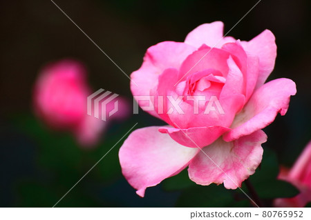 花的女王 花的女王 80765952