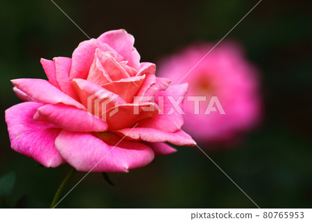 花的女王 80765953