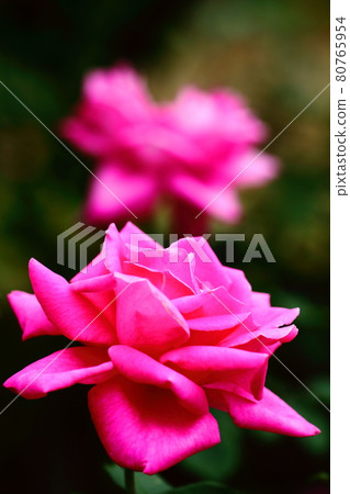 花的女王 80765954