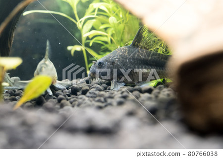 Corydoras Corydoras 80766038