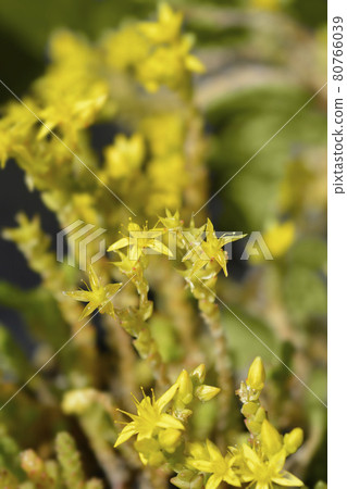Goldmoss stonecrop Goldmoss stonecrop 80766039