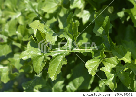 Balkan bears breeches 80766041