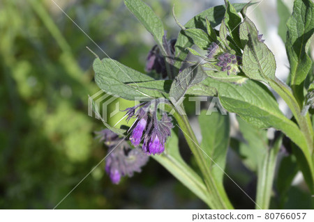 Common comfrey Common comfrey 80766057