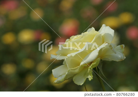 花的女王 花的女王 80766280