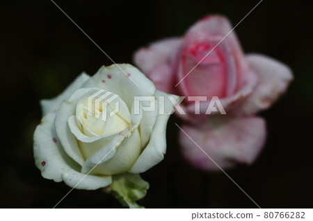 花的女王 80766282