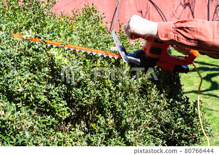 man trims green shrub by electric hedge trimmer 80766444