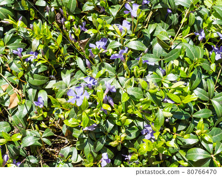 overgrown lawn with blue flowers in urban yard overgrown lawn with blue flowers in urban yard 80766470