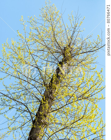 bottom view of pruned poplar tree with leaves bottom view of pruned poplar tree with leaves 80766471
