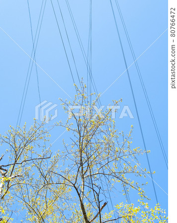 blossoming of poplar tree and wires in blue sky 80766472