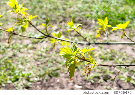 twig with young leaves ash-leaved maple in spring twig with young leaves ash-leaved maple in spring 80766473