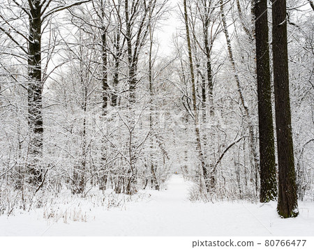 snow-covered way in snowy city park in winter snow-covered way in snowy city park in winter 80766477